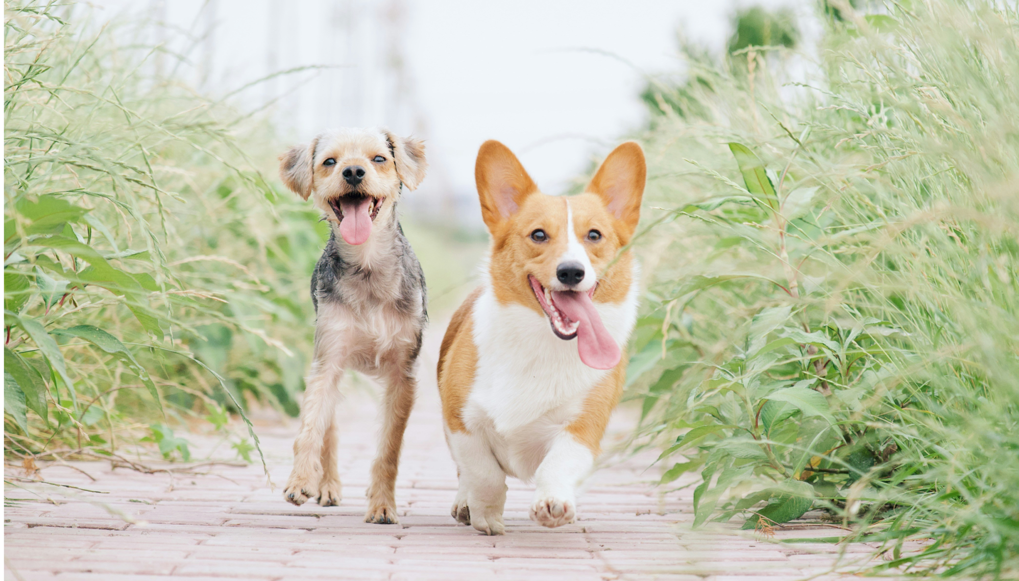 LifeWise Dog Food: Wholesome Nutrition for Every Stage of Your Dog's Life