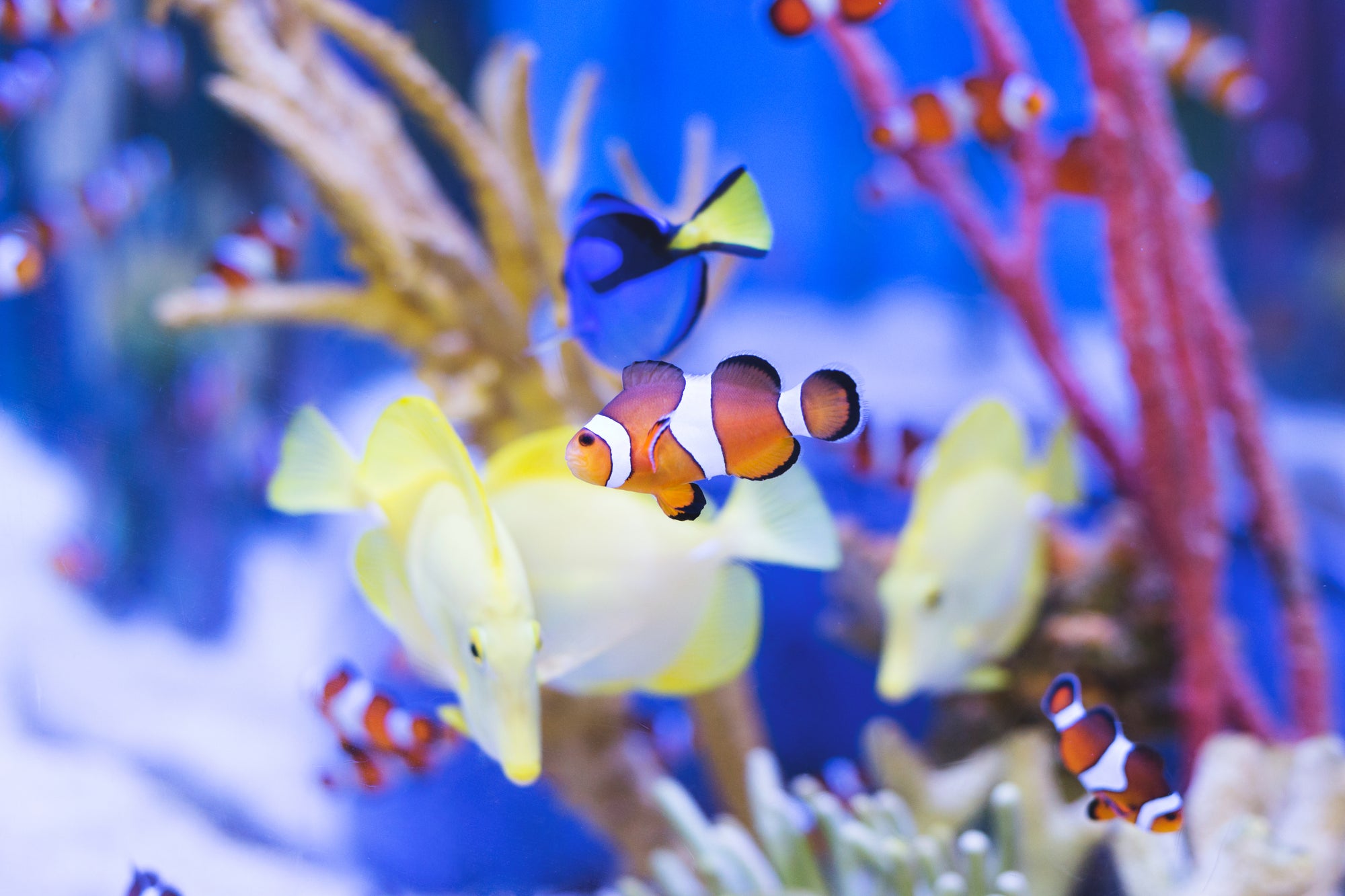 clown-fish-in-aquarium