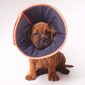 Kazoo Dog Collars, Leads & Harnesses Kazoo Comfy Recovery Collar Small