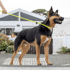 Rogz Dog Collars, Leads & Harnesses Rogz Rope Quick Fit Lead 1.8m