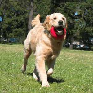 Rogz Dog Toy Pop-Upz Fetch Toy Red M/L