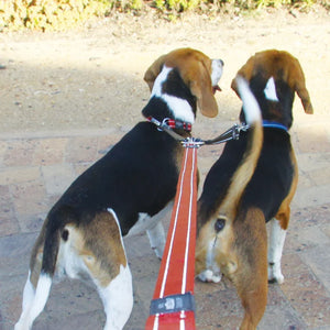 Rogz Utility Double-Split Lead Medium