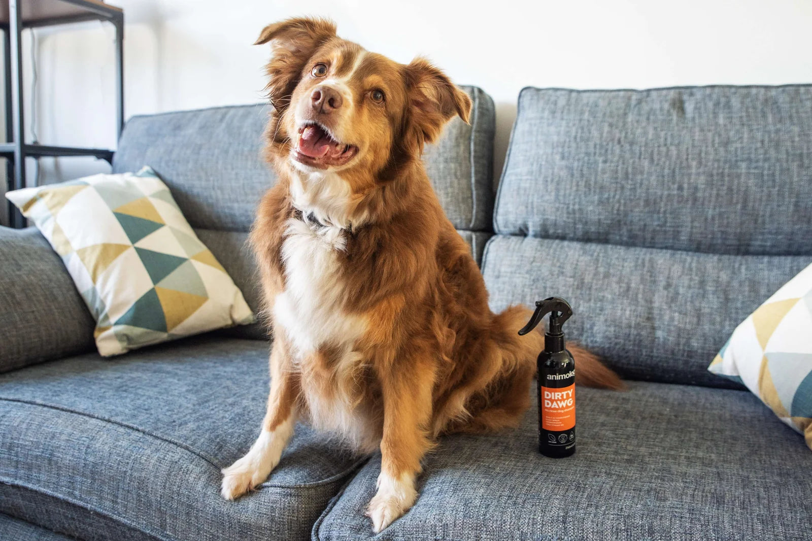 Animology Dirty Dawg No Rinse Dog Shampoo 250ml