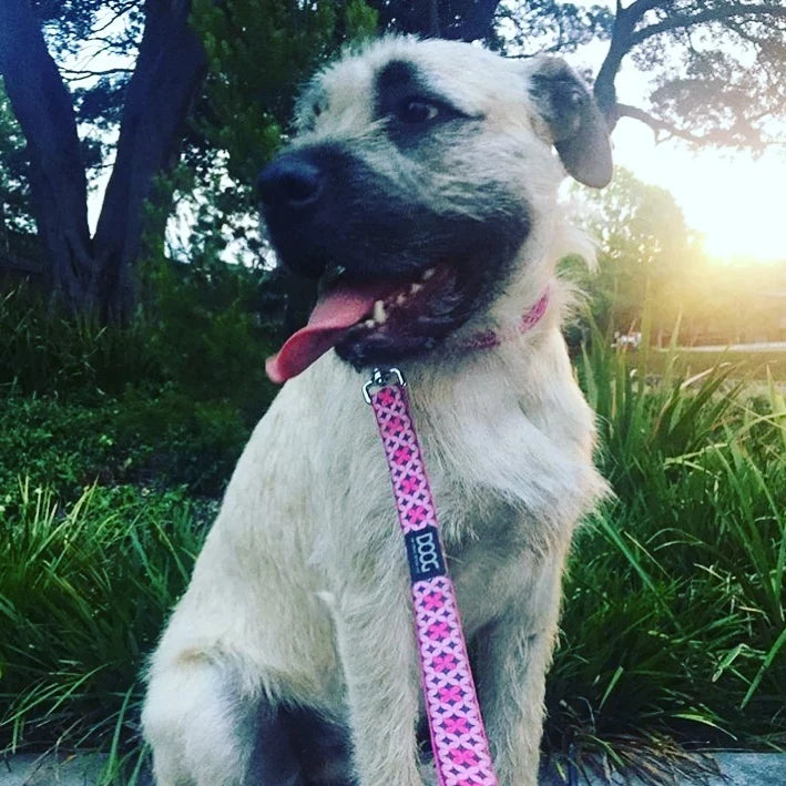 Doog Toto Pink Neoprene Dog Lead - Large 130cm