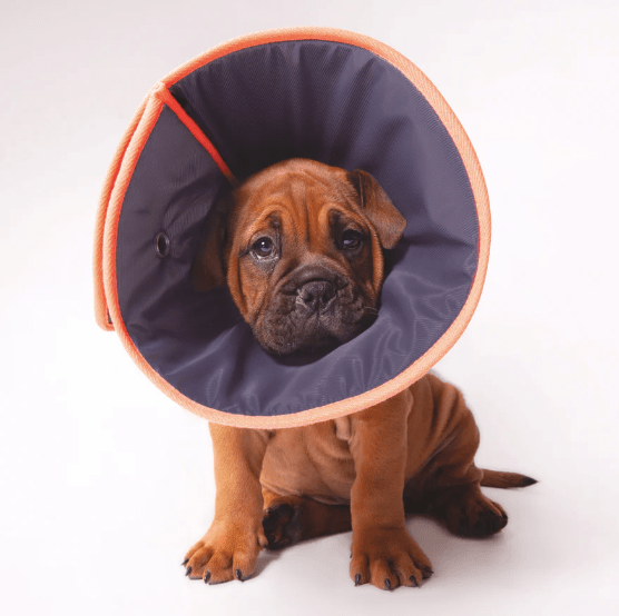 Comfy cone deals petbarn