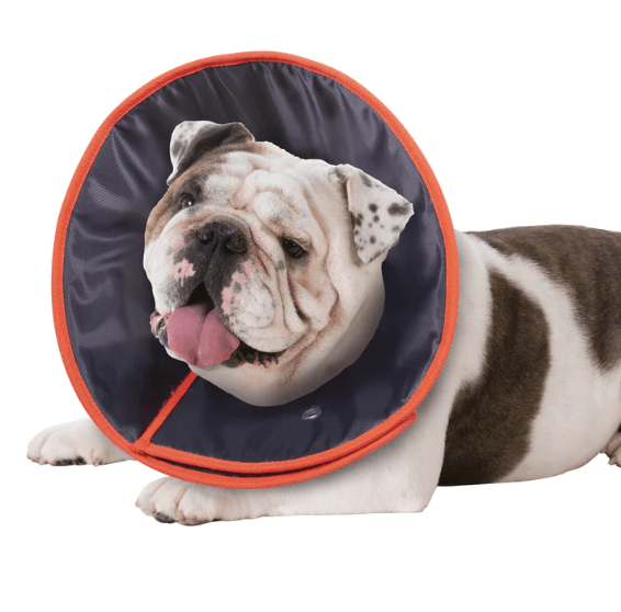 Kazoo Dog Collars, Leads & Harnesses Kazoo Recovery Collar Extra Large