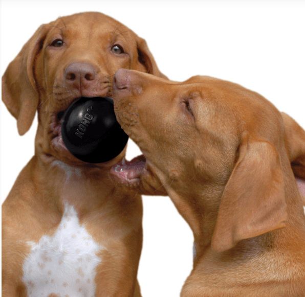 Kong Dog Toy Kong Extreme Ball Small