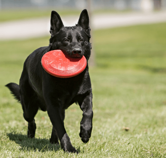 Kong Dog Toy Kong Flyer