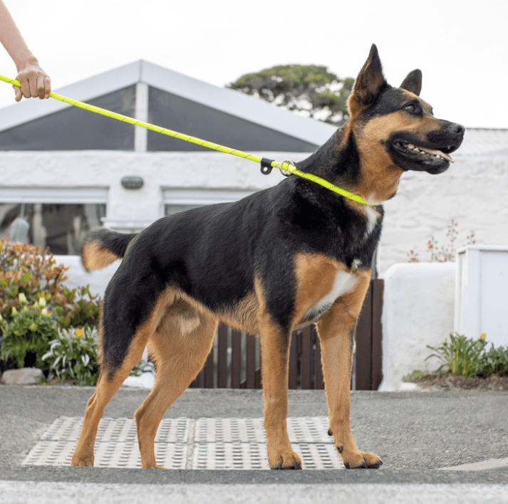 Rogz Rope Quick Fit Lead 1.8m Robbos pet barn