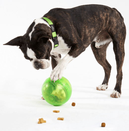 Rogz Dog Toy Default Rogz Tumbler Treat Dispenser Lime