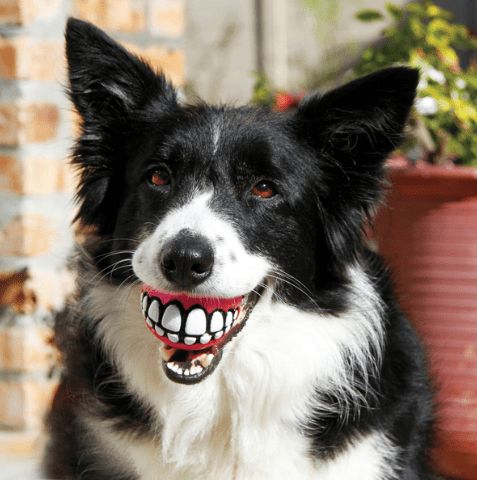 Rogz Dog Toy Grinz Fetch Ball Blue Medium