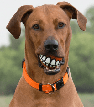 Rogz Dog Toy Grinz Fetch Ball Lime Medium