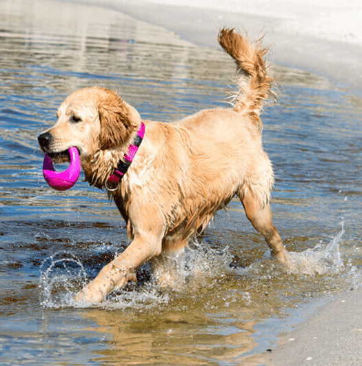 Rogz Dog Toy Pop-Upz Fetch Toy Pink M/L