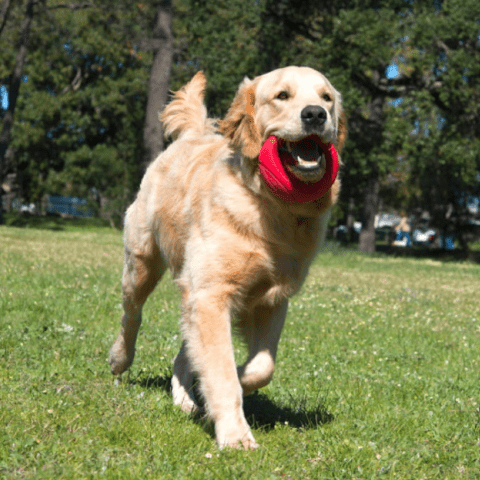 Rogz Dog Toy Pop-Upz Fetch Toy Red M/L