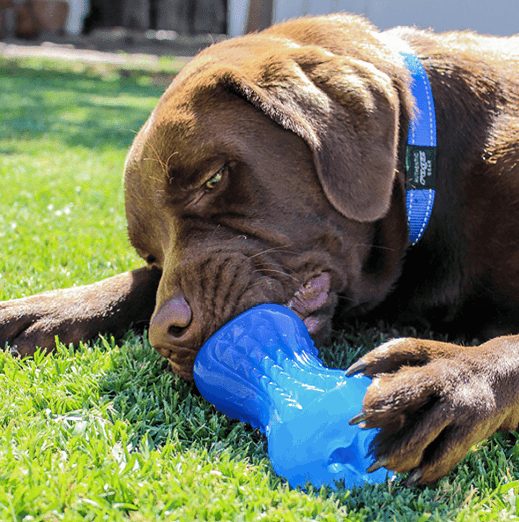 Rogz Dog Toy Rogz Yumz Chew Bone Blue Small