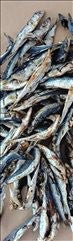 Sardines 100g