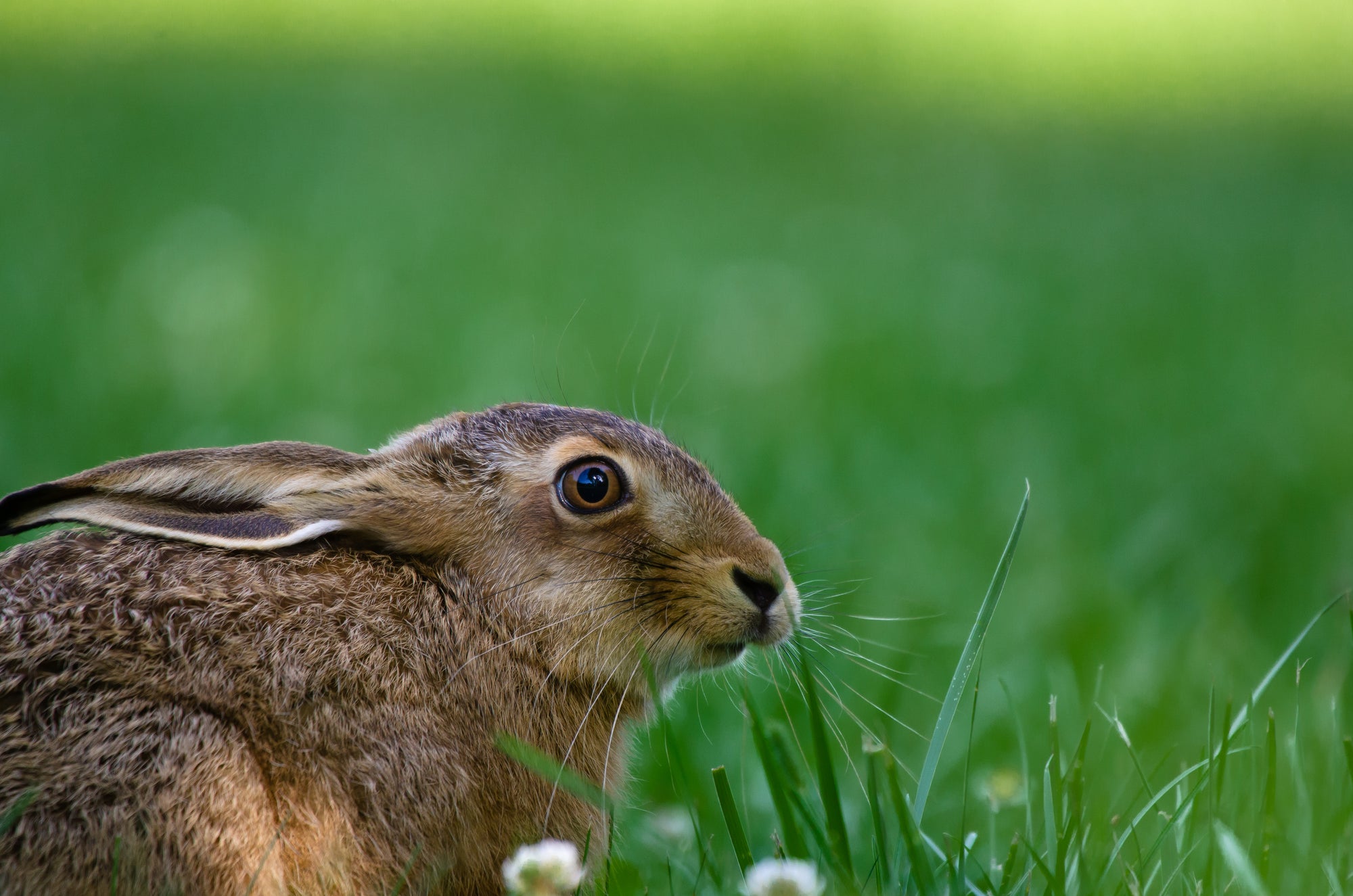 wild-hare-found-in-a-field